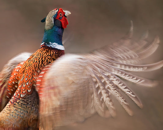 Ring-Necked Pheasant