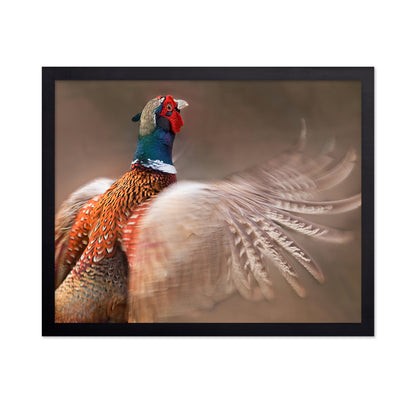 Ring-Necked Pheasant