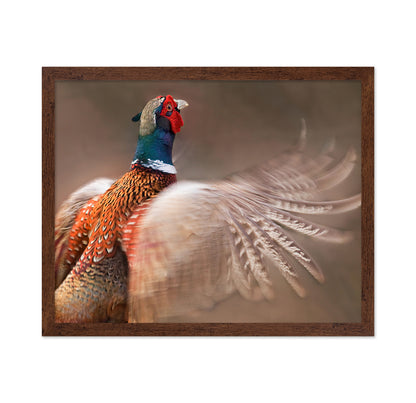 Ring-Necked Pheasant