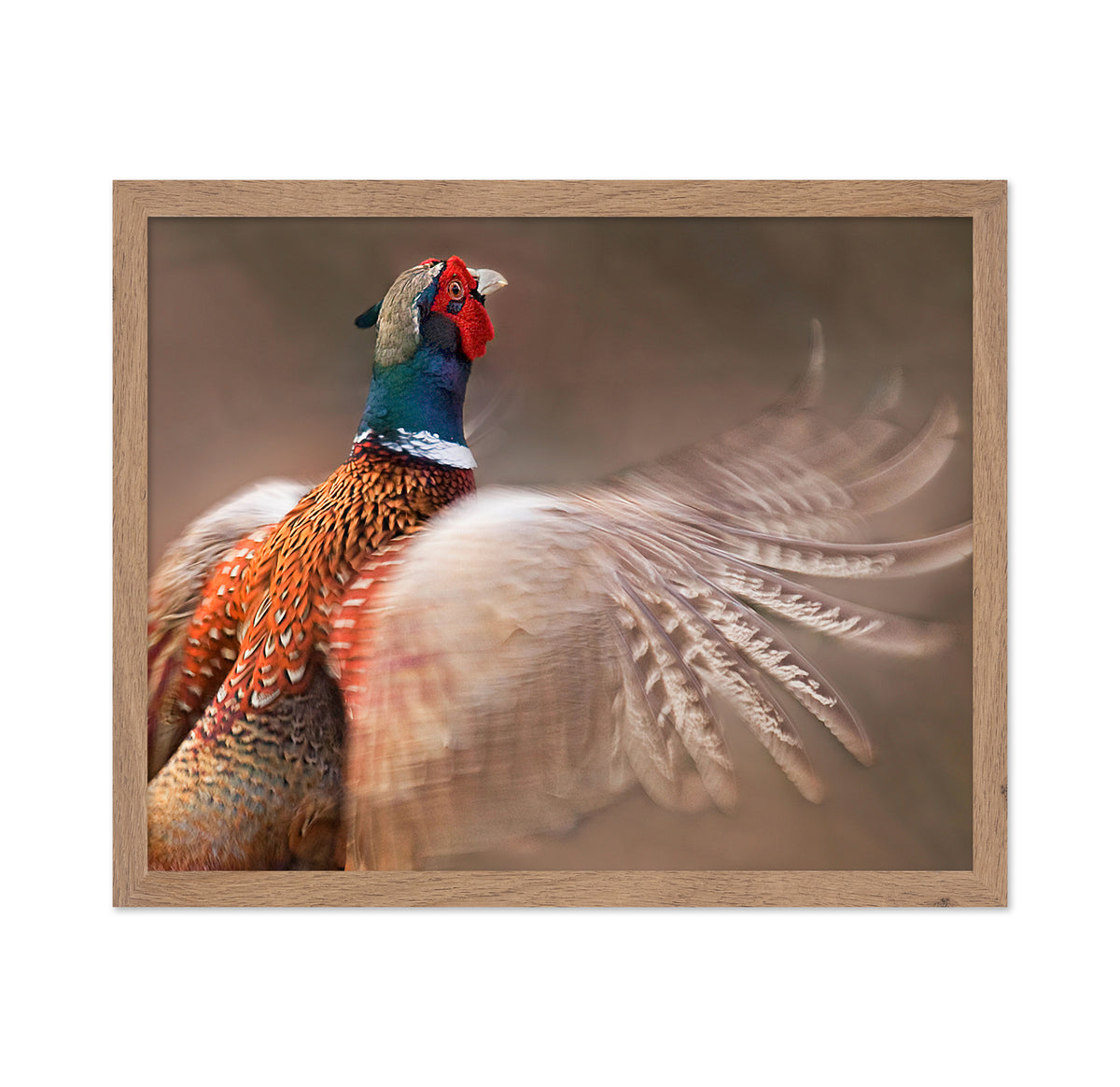 Ring-Necked Pheasant