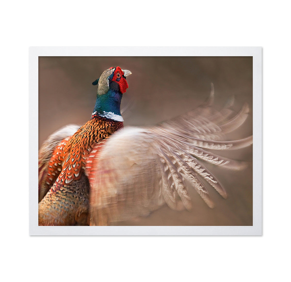 Ring-Necked Pheasant