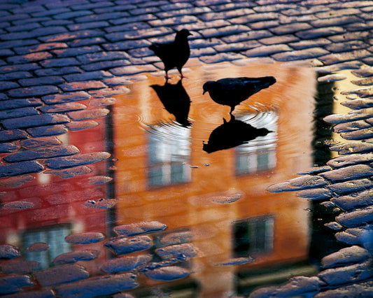 Pigeons Puddle Reflection