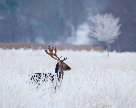 Fallow Deer in the Winter