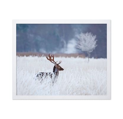 Fallow Deer in the Winter