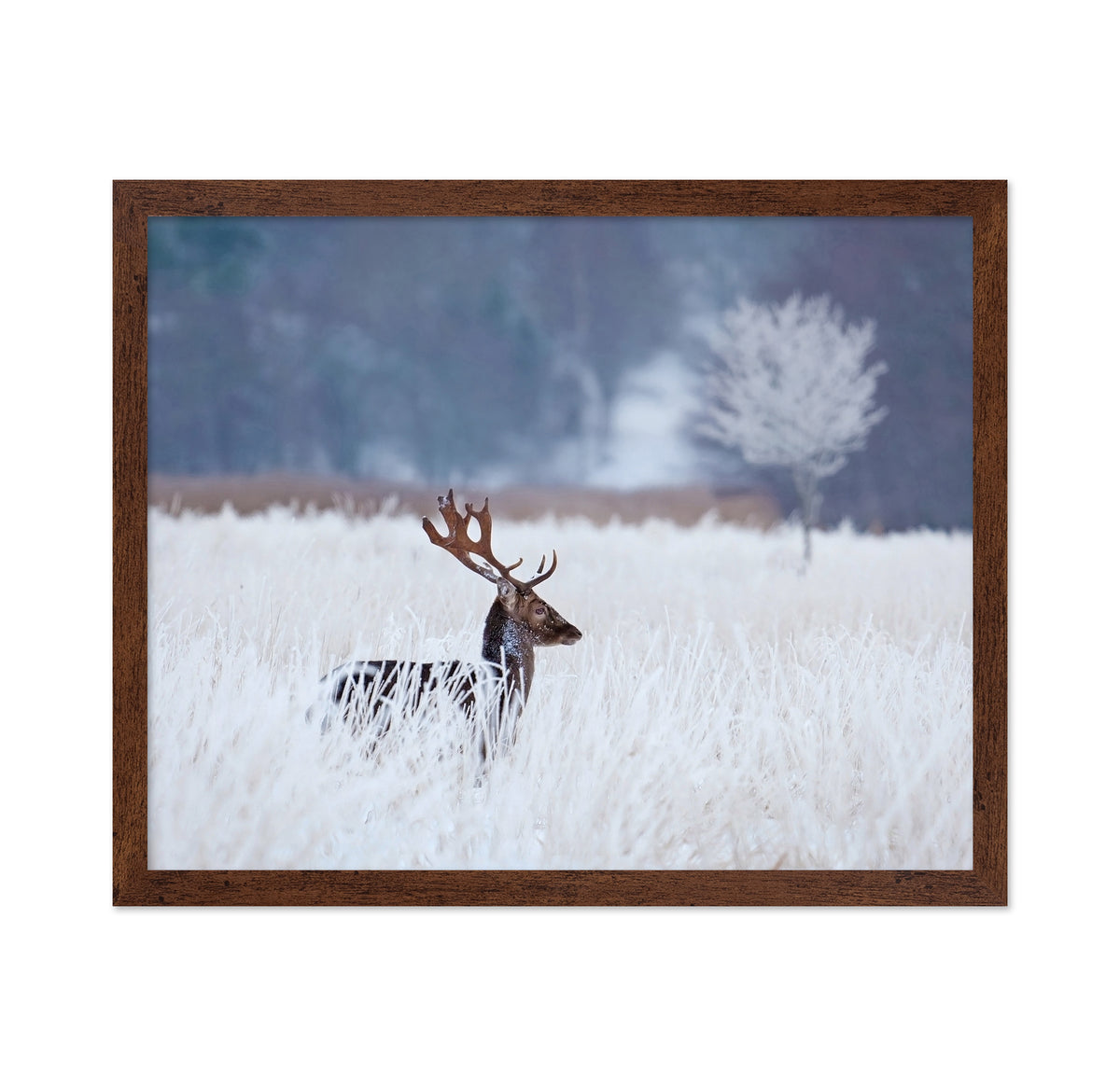 Fallow Deer in the Winter