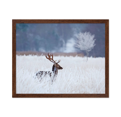 Fallow Deer in the Winter