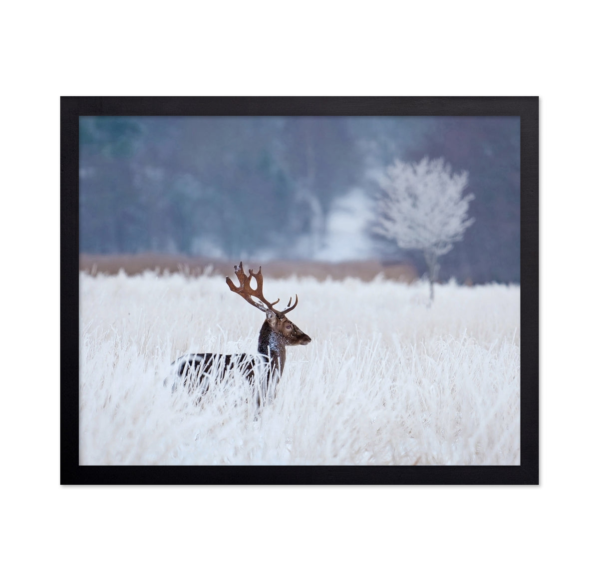 Fallow Deer in the Winter