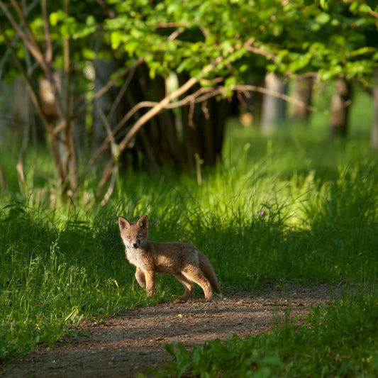 Fox Kid in the Woods
