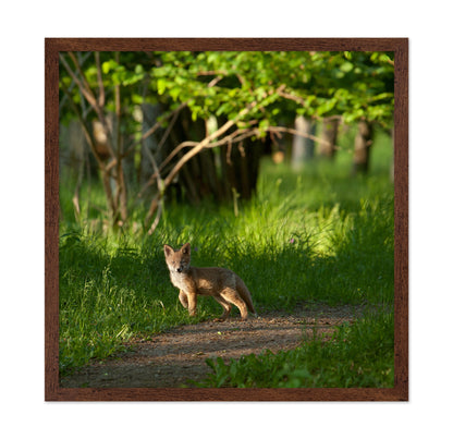 Fox Kid in the Woods