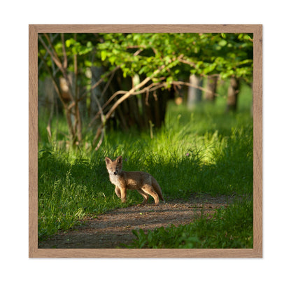 Fox Kid in the Woods