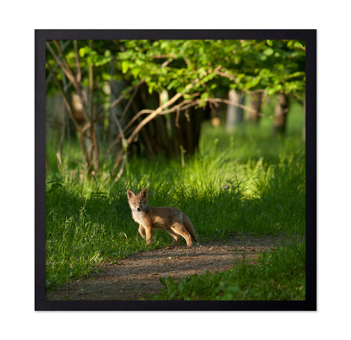 Fox Kid in the Woods