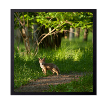 Fox Kid in the Woods