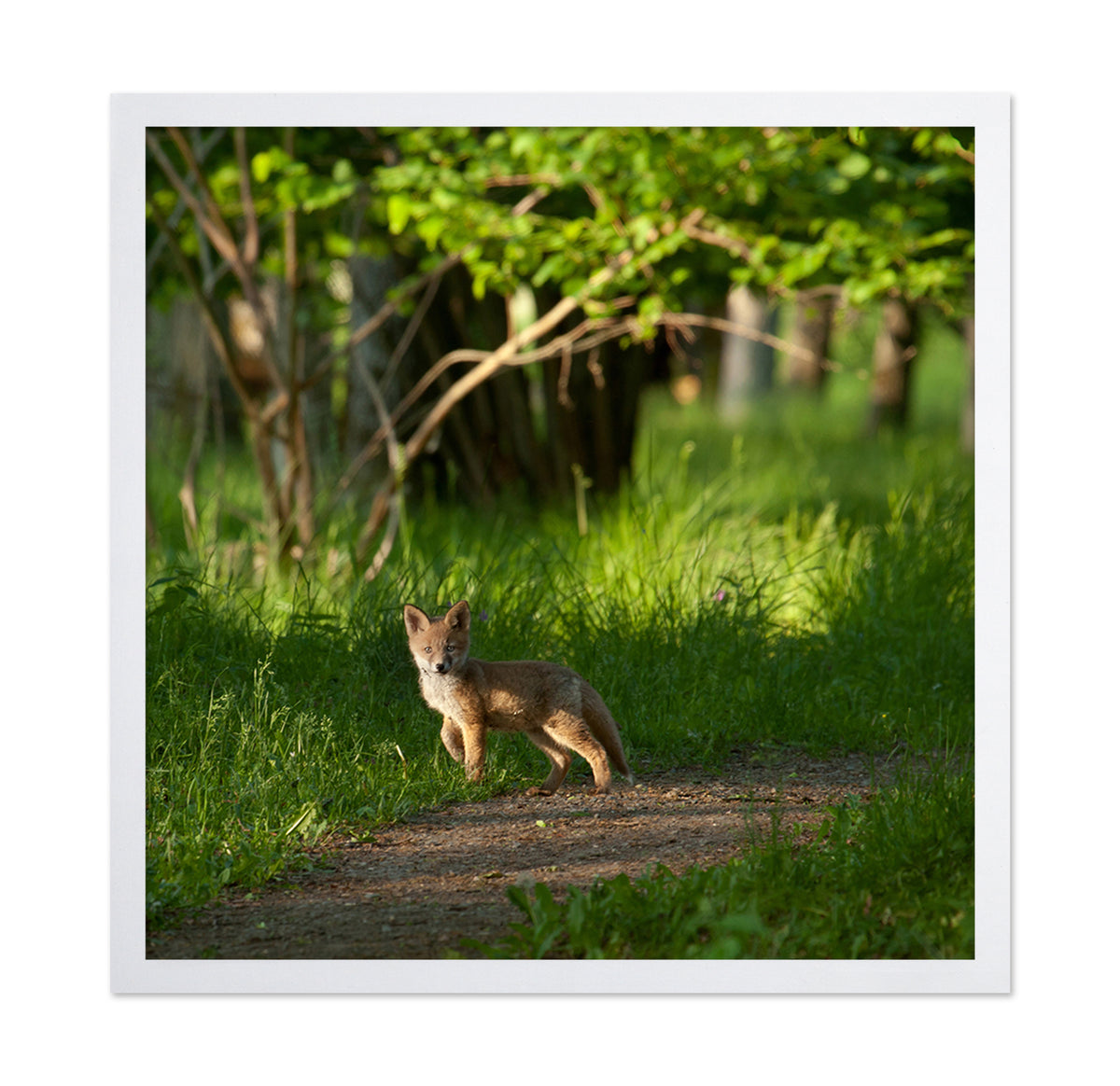 Fox Kid in the Woods