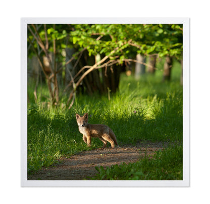 Fox Kid in the Woods