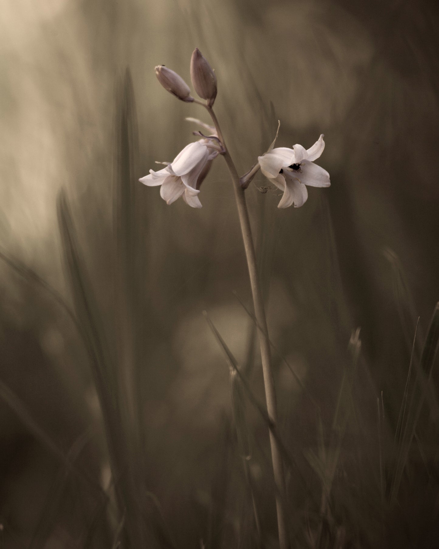 A Small Flower On The Ground