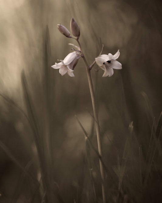 A Small Flower On The Ground