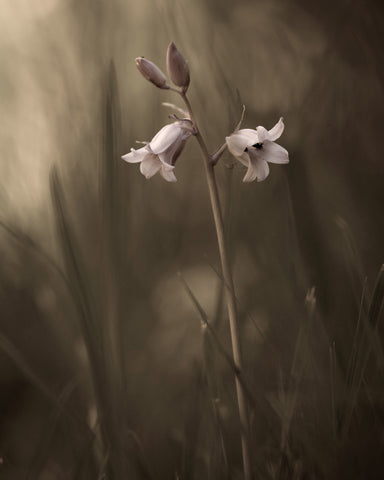 A Small Flower On The Ground