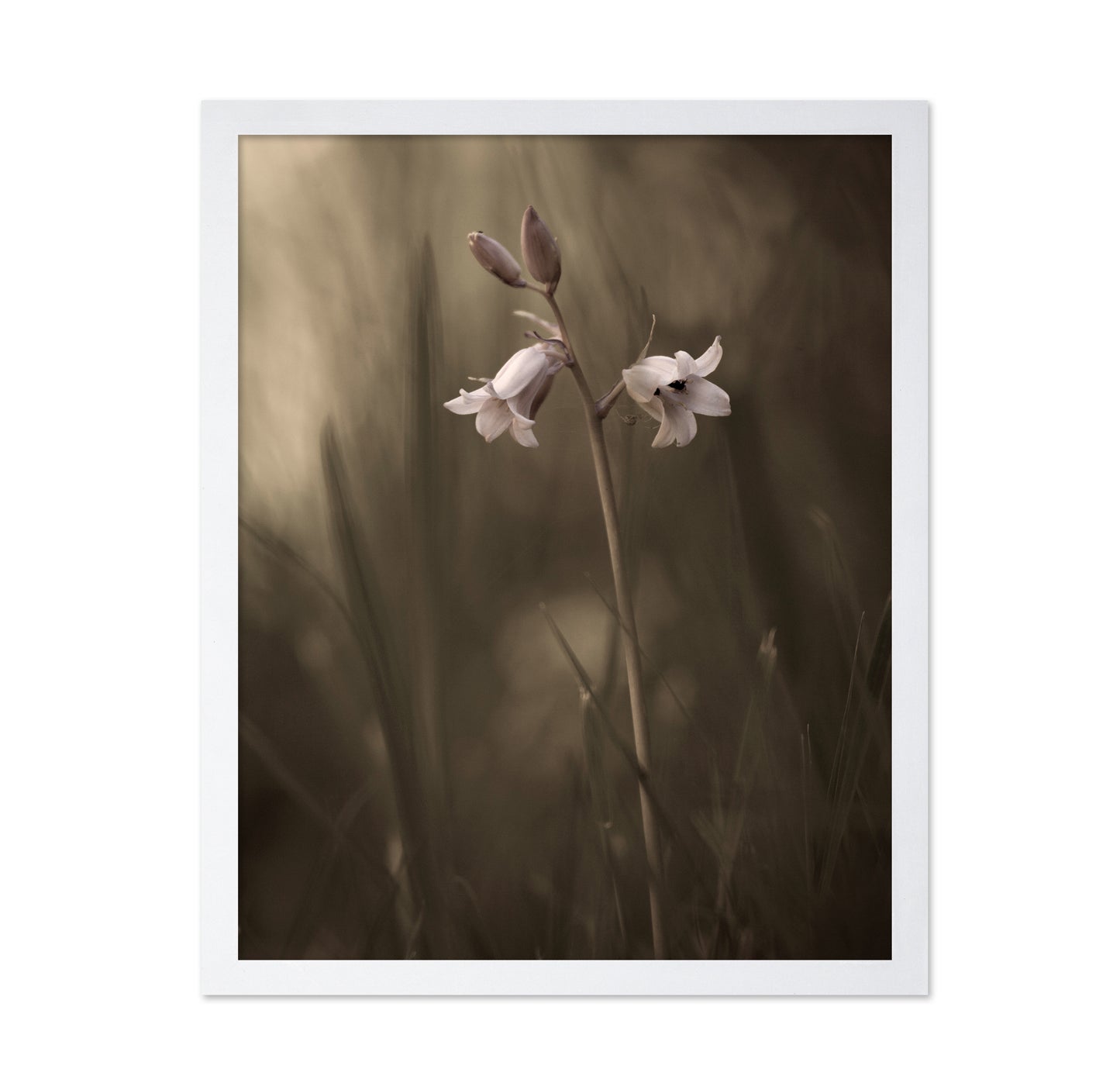 A Small Flower On The Ground