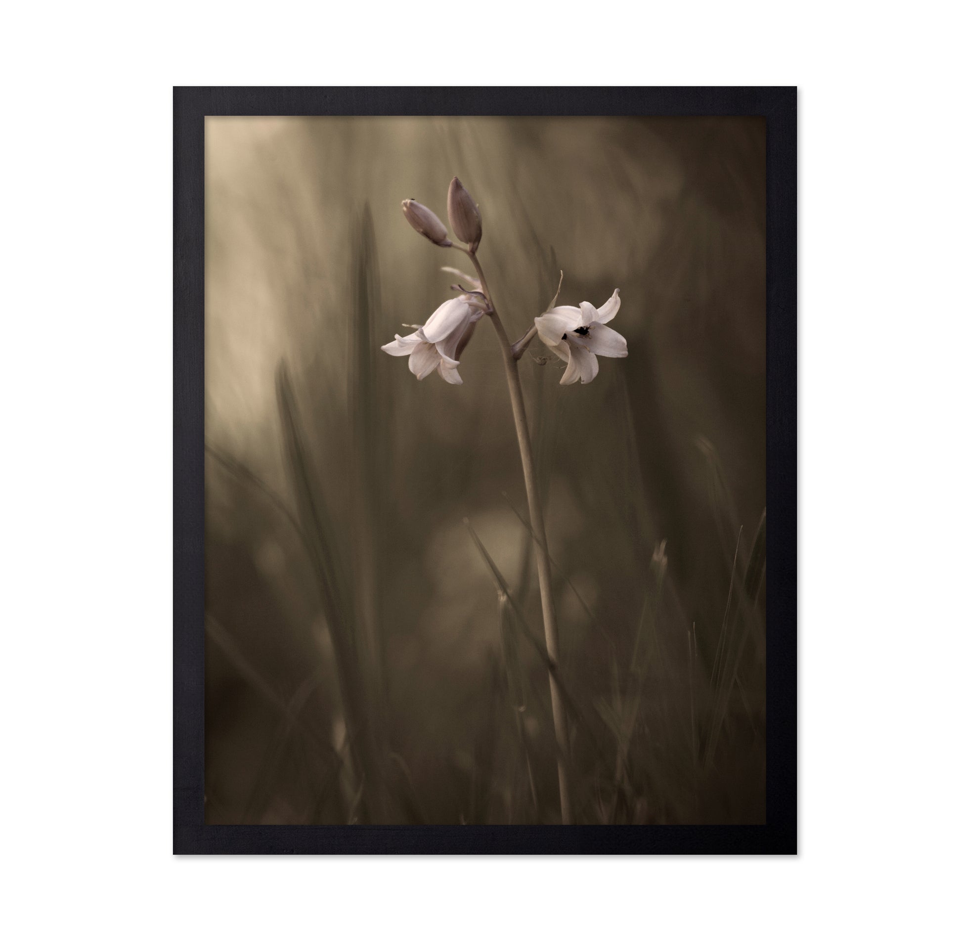A Small Flower On The Ground