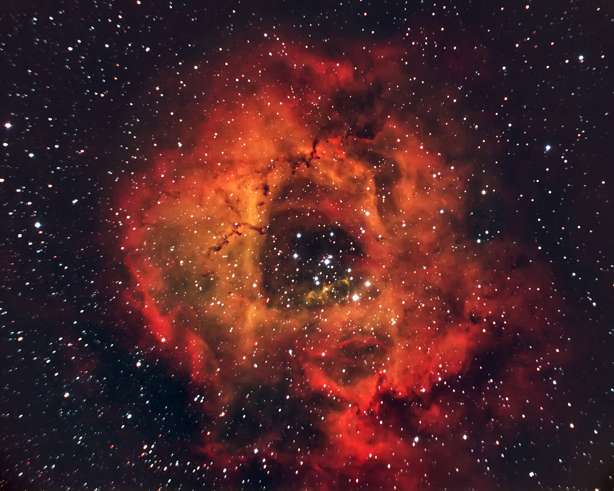 Rose in the Sky