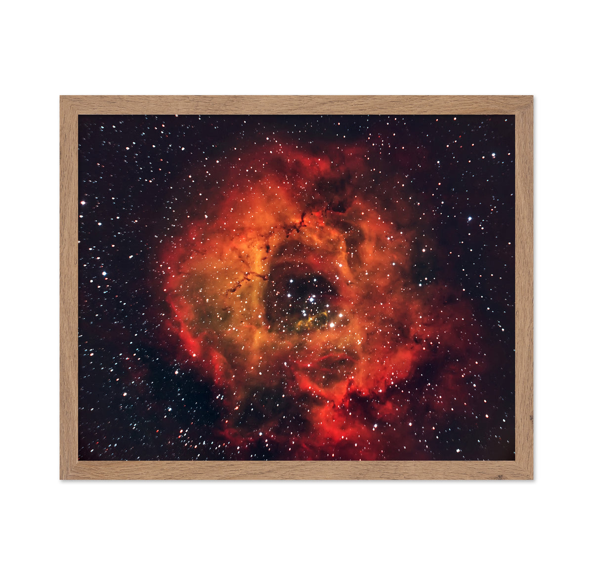 Rose in the Sky