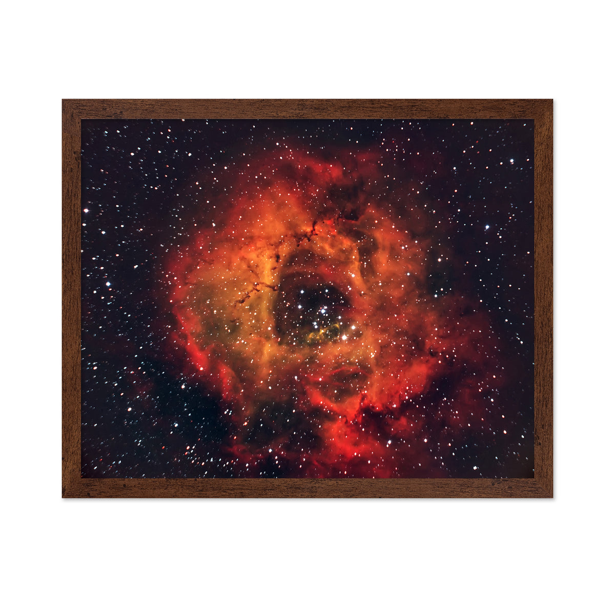 Rose in the Sky