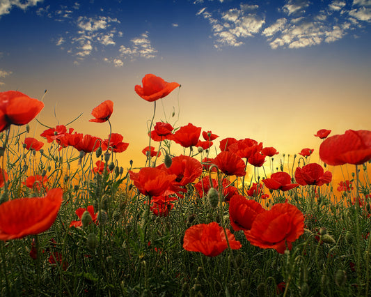 Field of Red Poppies