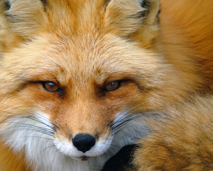 Red Fox