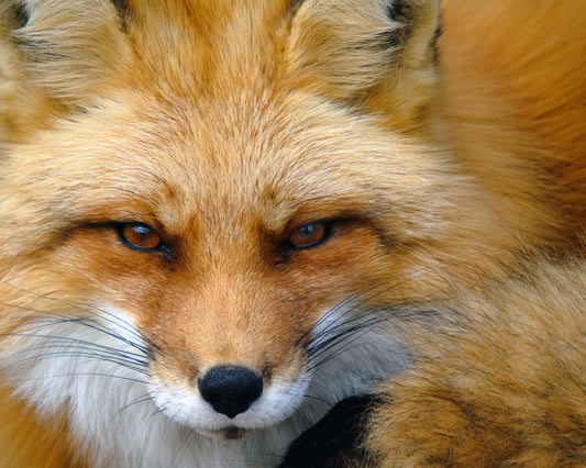 Red Fox