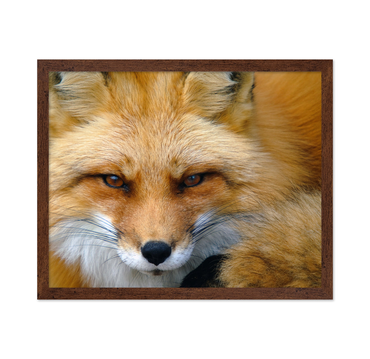 Red Fox