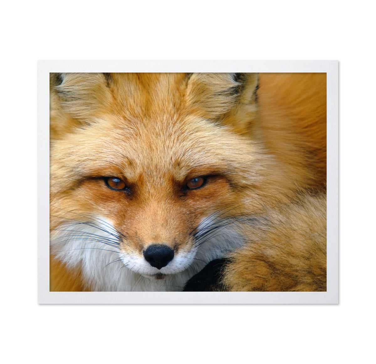 Red Fox