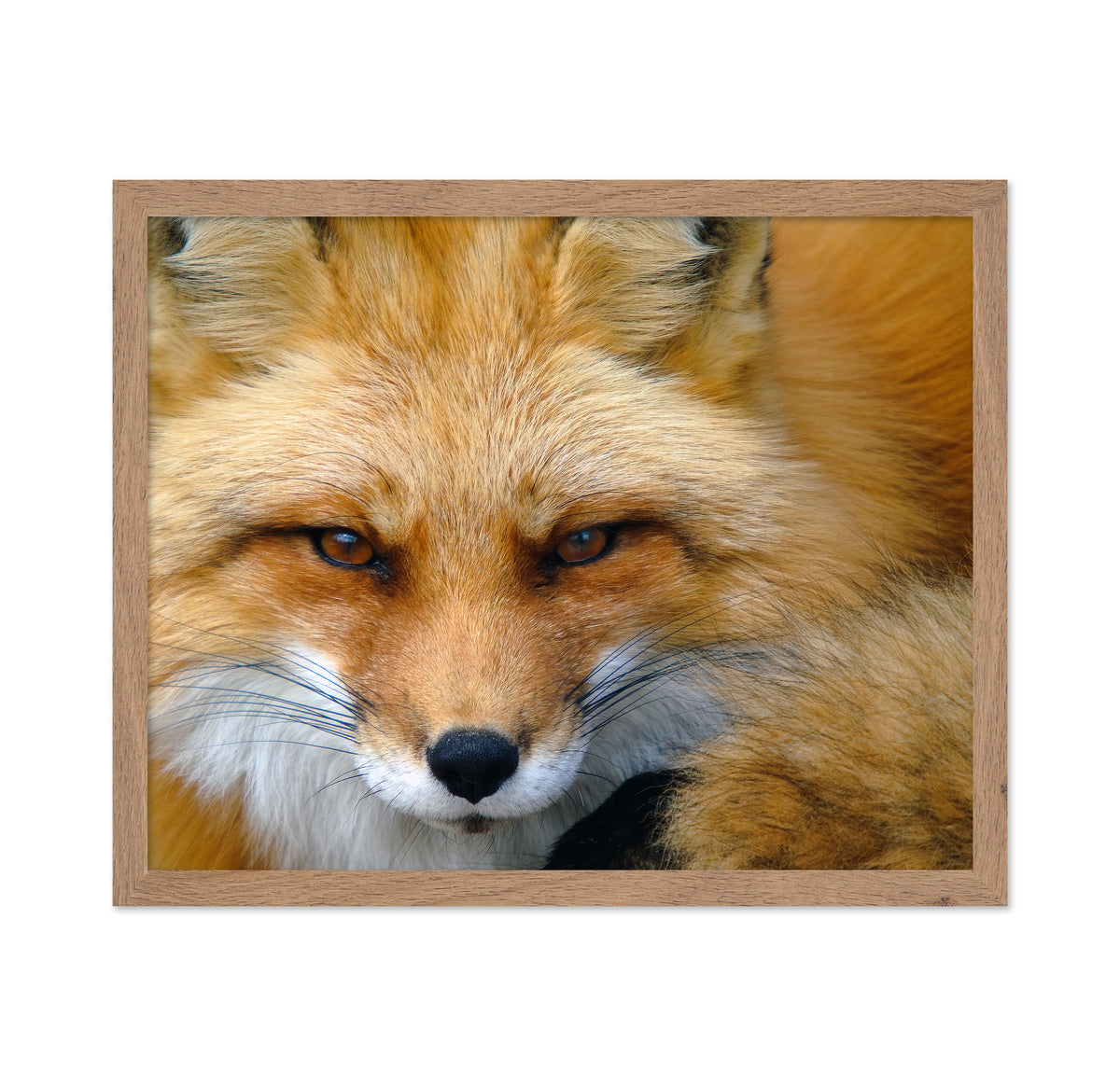 Red Fox