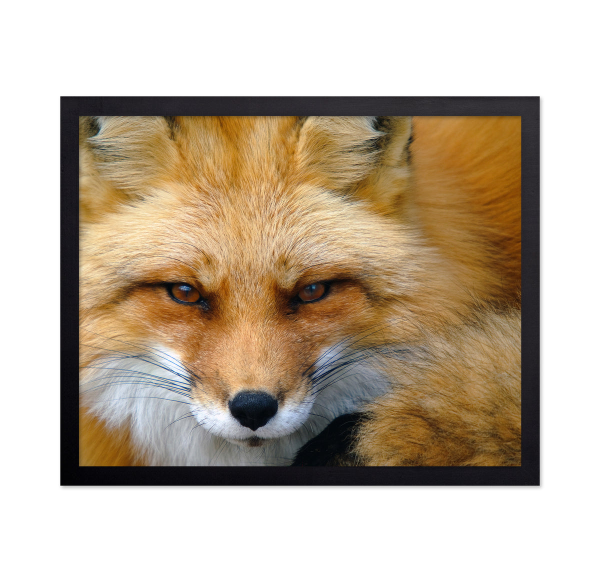 Red Fox
