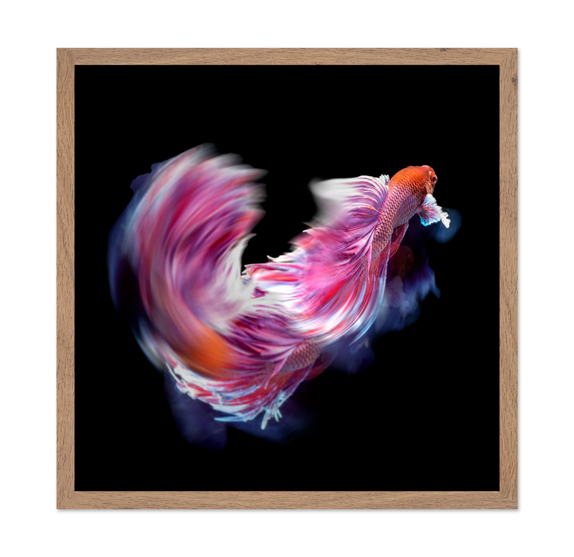 Bettafish Dance Motion
