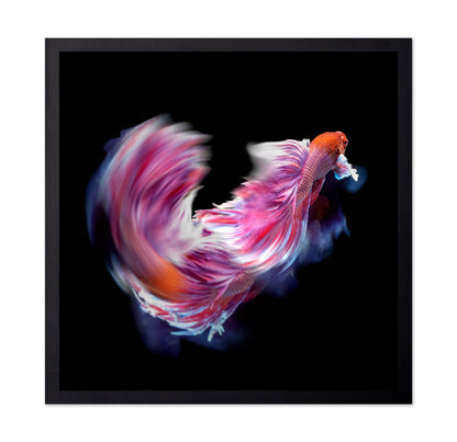 Bettafish Dance Motion