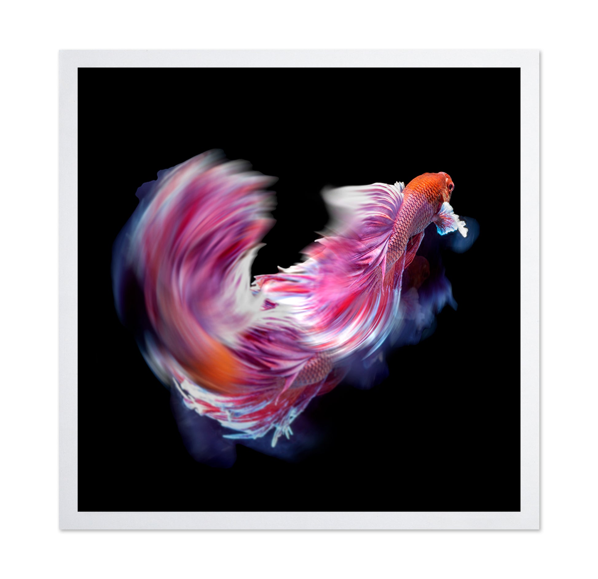 Bettafish Dance Motion