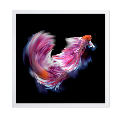 Bettafish Dance Motion