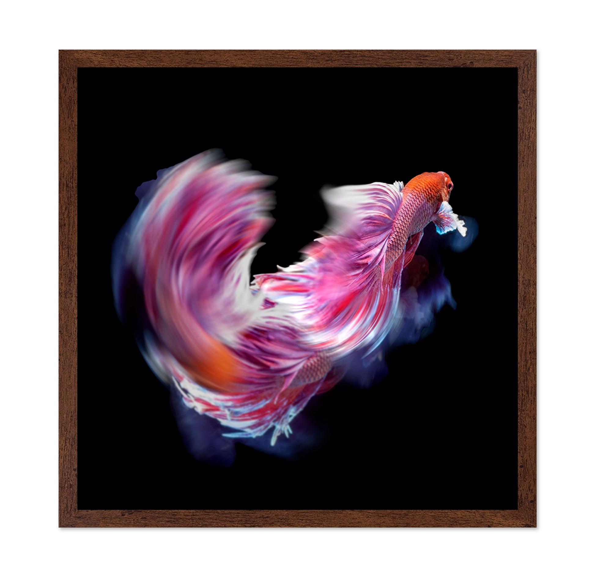 Bettafish Dance Motion