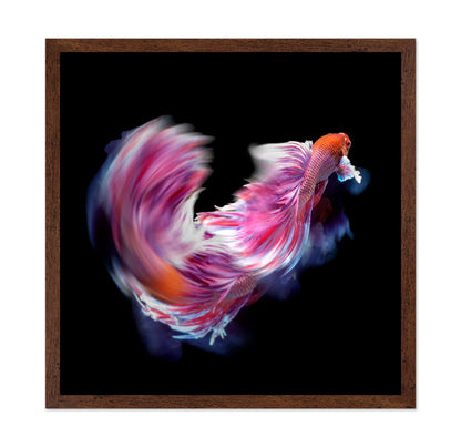 Bettafish Dance Motion