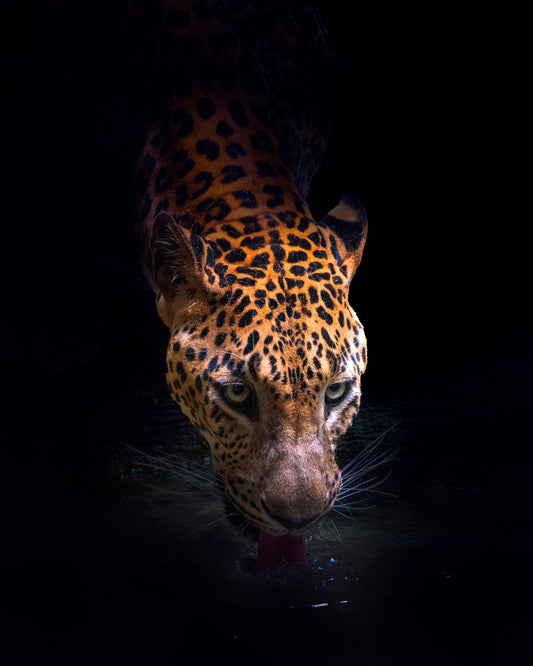 Leopard Drinking