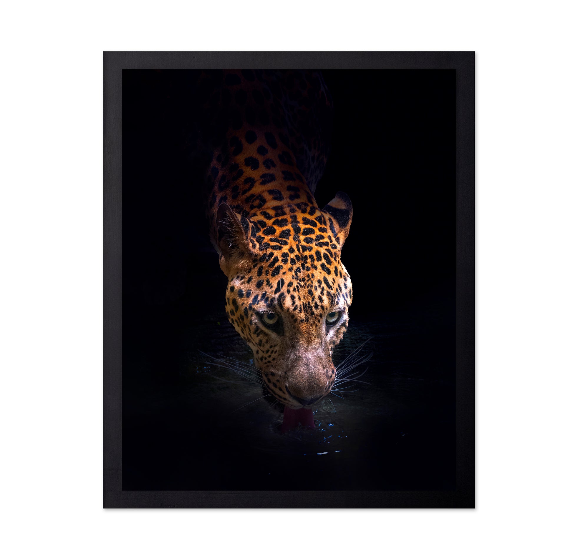 Leopard Drinking