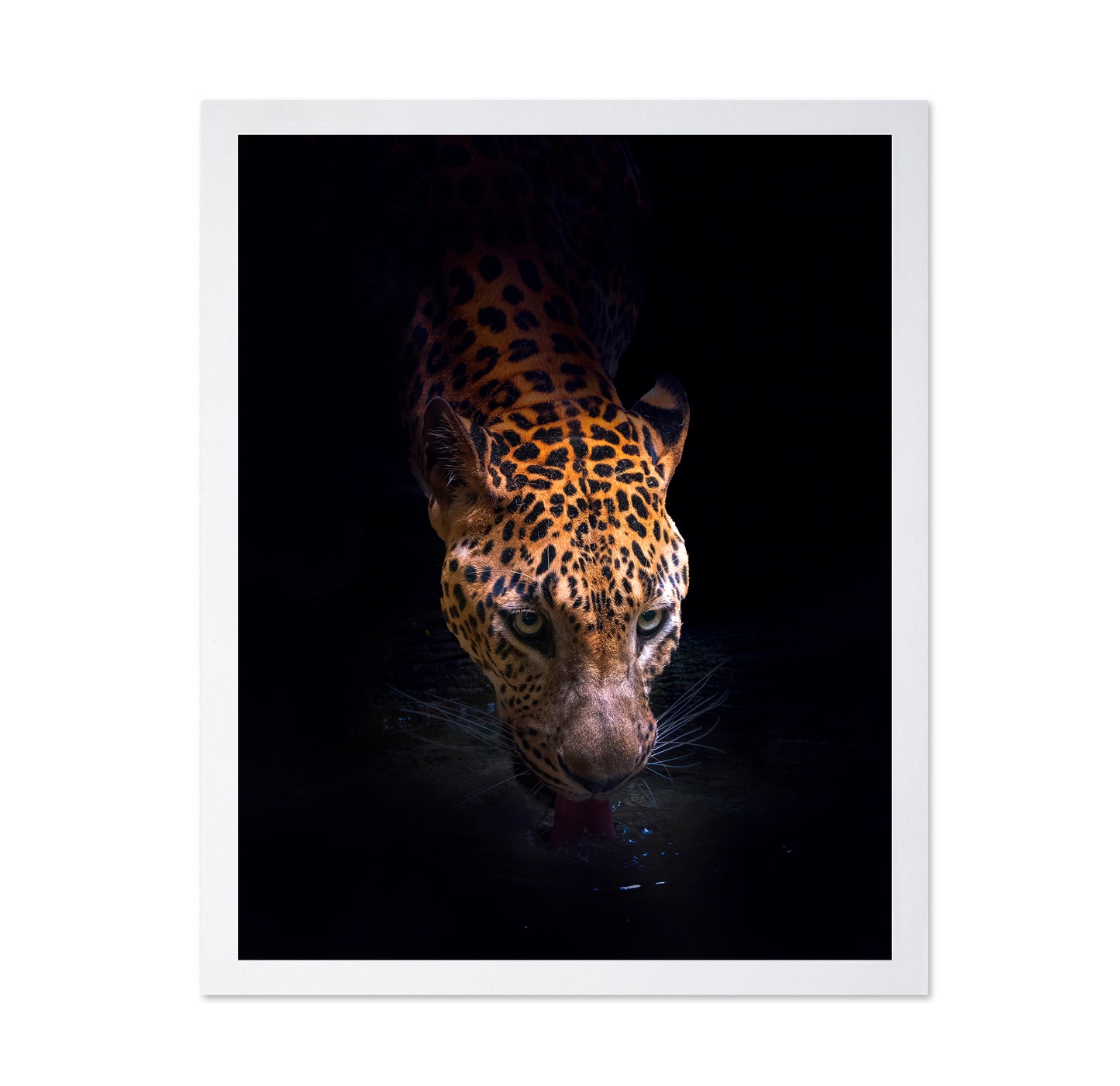 Leopard Drinking
