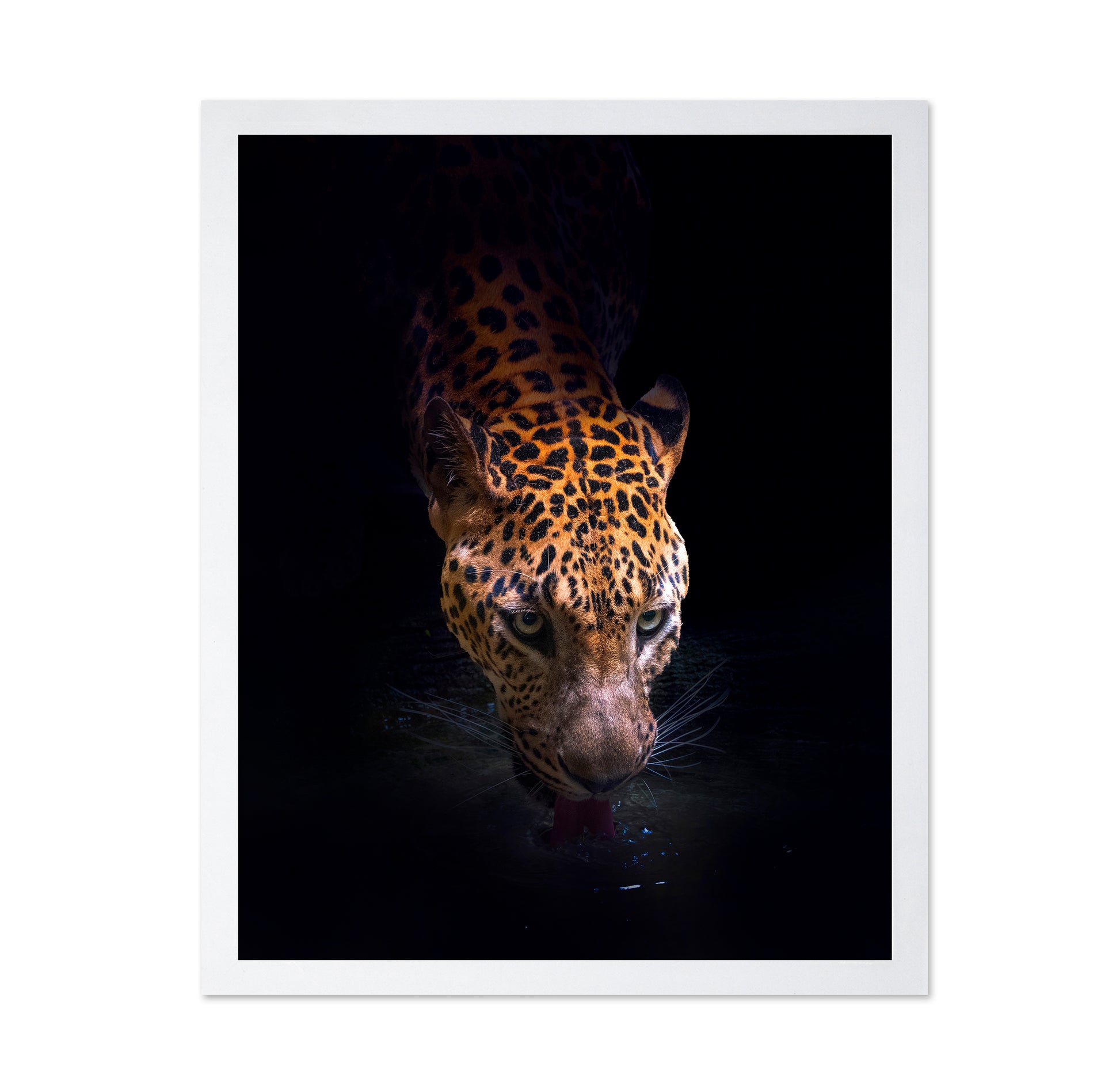 Leopard Drinking