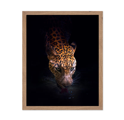 Leopard Drinking