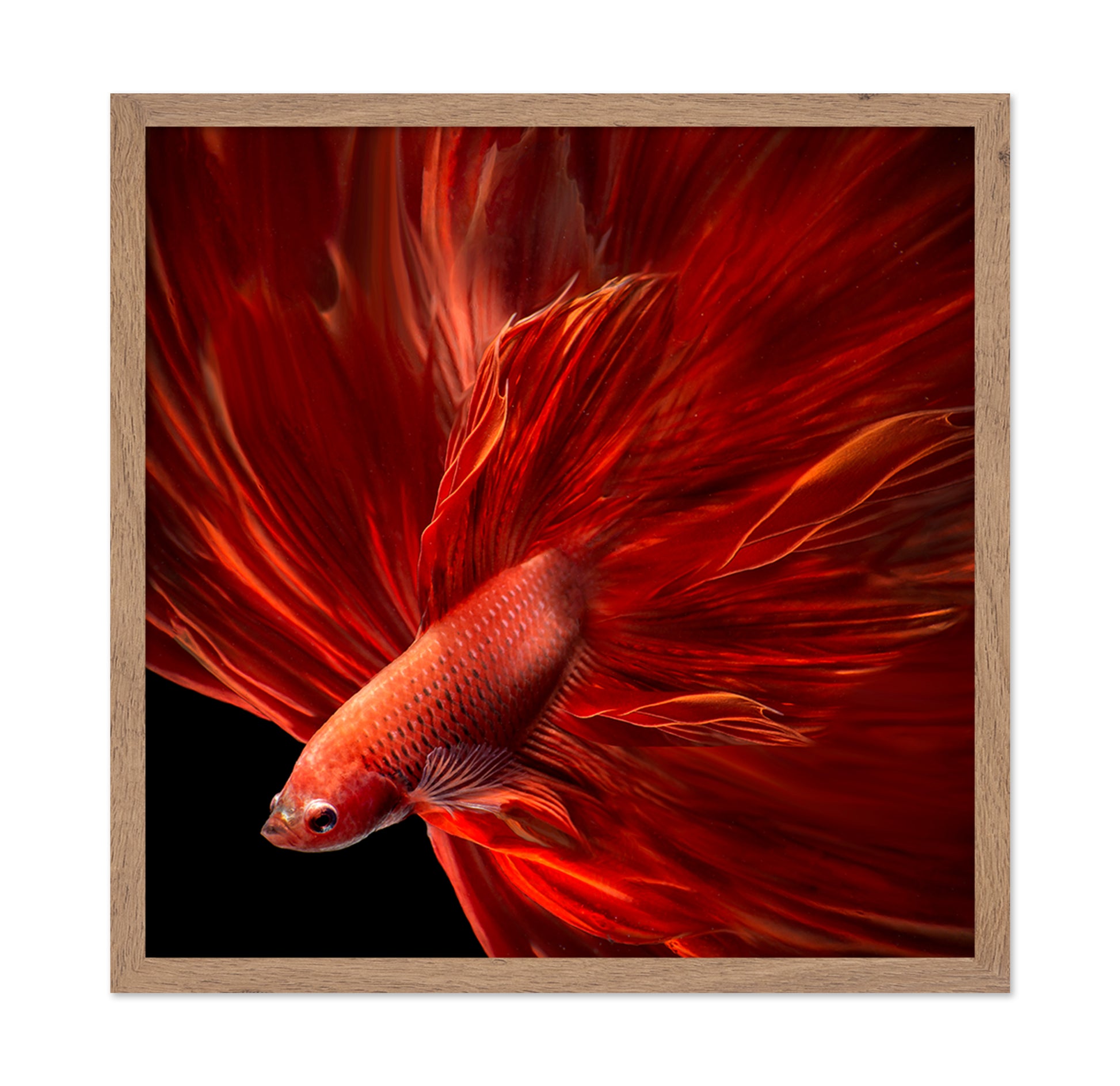 Red Fire Bettafish