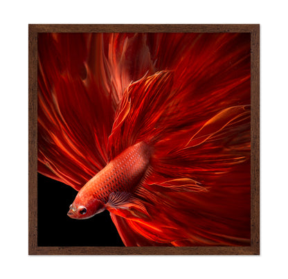 Red Fire Bettafish