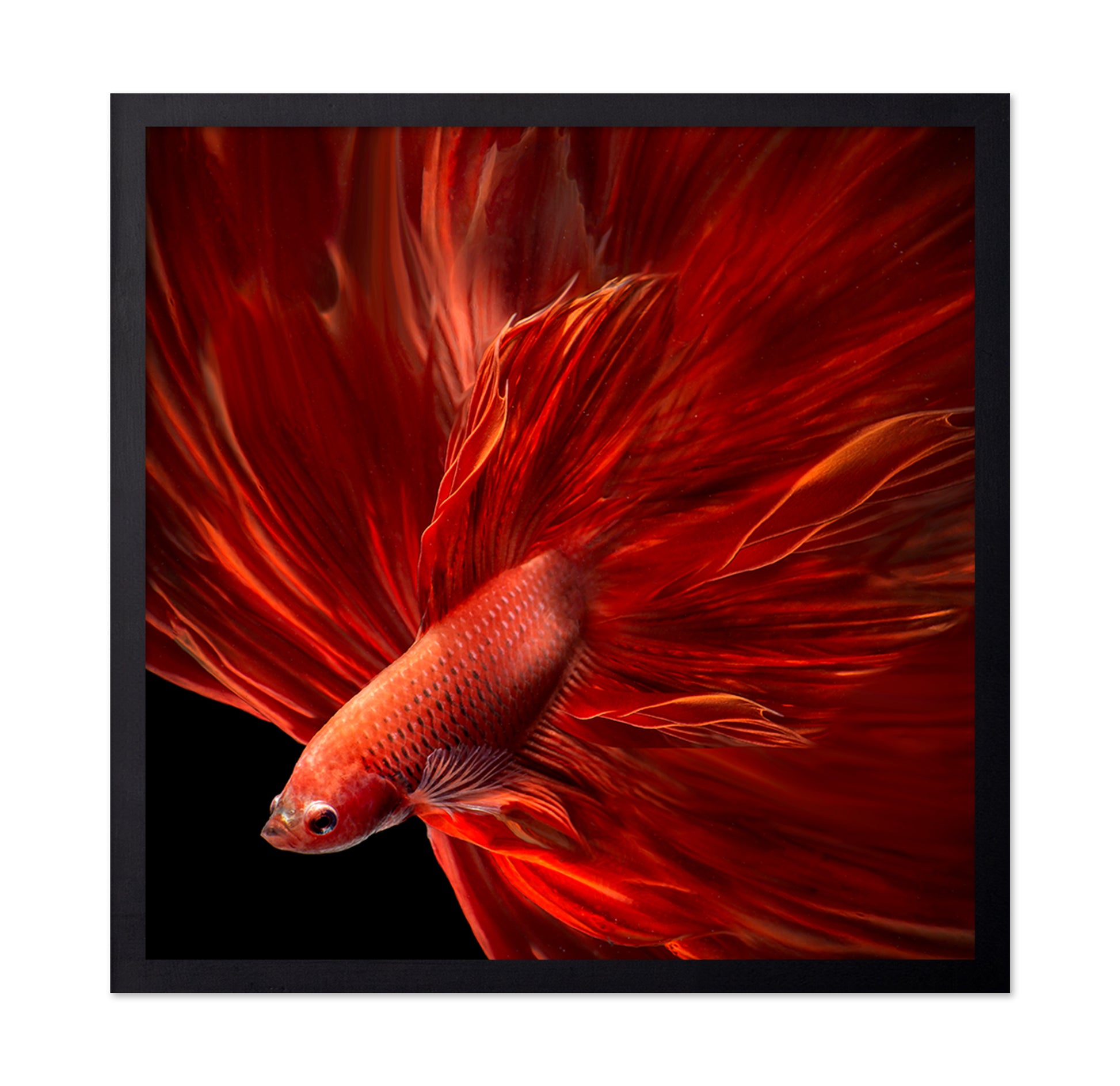 Red Fire Bettafish