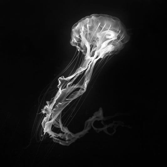 Jelly Fish Dance