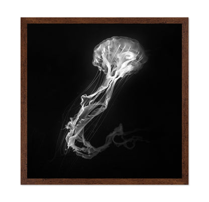 Jelly Fish Dance