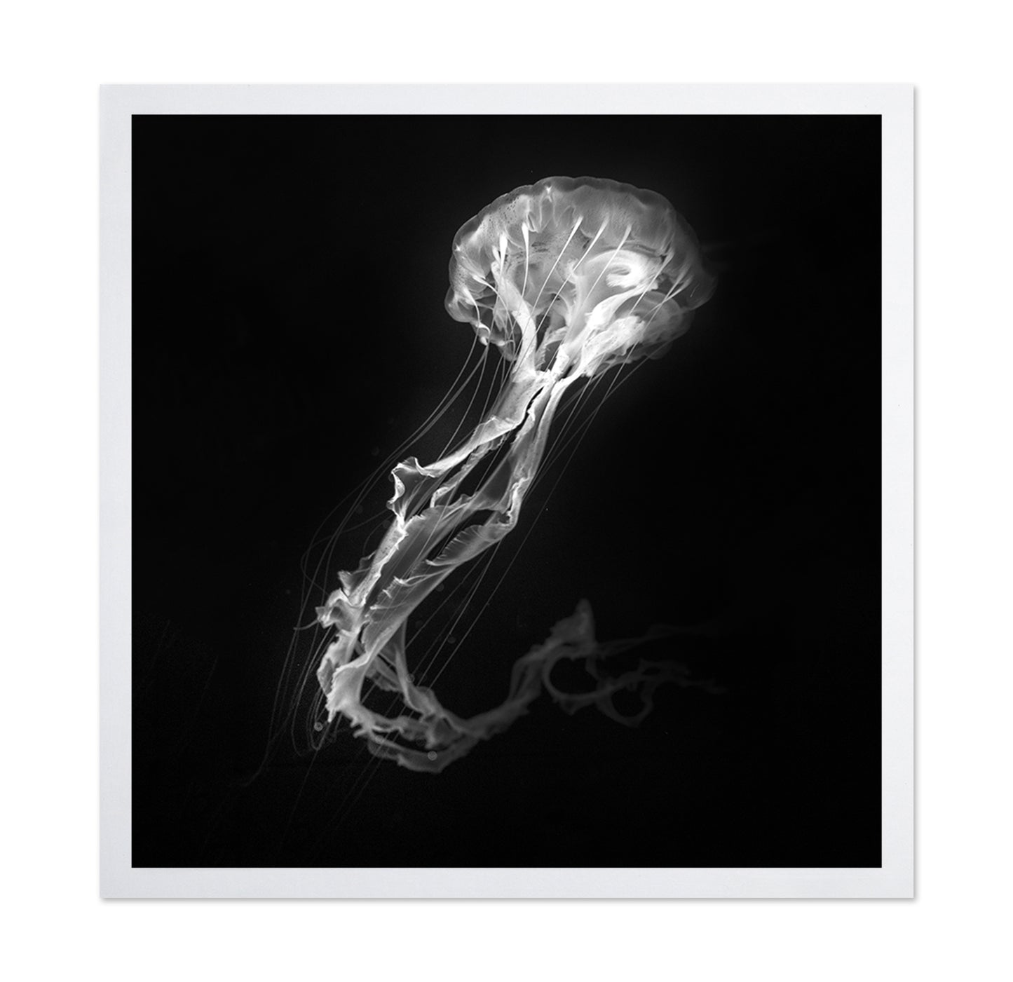 Jelly Fish Dance